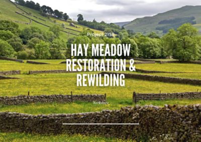 Hay Meadow Restoration and Rewilding